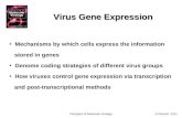 © Elsevier, 2011.Principles of Molecular Virology Virus Gene Expression Mechanisms by which cells express the information stored in genes Genome coding.
