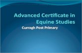 Curragh Post Primary. Curragh Post Primary Horsemanship Courses These courses are aimed at Post Leaving Certificate students who wish to gain specific.