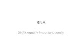 RNA DNA’s equally important cousin. Quick Check-Up What does DNA do? Is DNA important? Summarize the big concepts we learned about DNA.