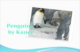 How penguins move The king penguins. Little blue penguins.