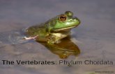 The Vertebrates: Phylum Chordata . Major Classes of Vertebrates Above: Class Amphibia: Includes all amphibians (frogs, toads, salamanders)