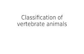 Classification of vertebrate animals. Vertebrates Tetrapods Chondrichthyes (sharks, rays) Actinistia (coelacanths) Actinopterygii (ray-finned fish) Petromyzontiformes.