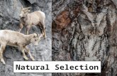 Natural Selection. On the Origin of Species by Means of Natural Selection or the Preservation of Favoured Races in the Struggle for Life This is quite.