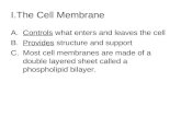 I.The Cell Membrane A.Controls what enters and leaves the cell B.Provides structure and support C.Most cell membranes are made of a double layered sheet.