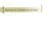 Species & Conditions of Hair. Human Hairs Horse Hair.