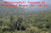 Schlerophyll Forests or Chaparral Biome (Ex: Chile)