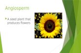 Angiosperm  A seed plant that produces flowers. Cambium  A layer in plants that Separates the xylem and phloem.