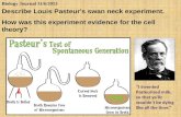 Biology Journal 11/6/2013 Describe Louis Pasteur's swan neck experiment. How was this experiment evidence for the cell theory? “I invented Pasteurized.