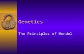 Genetics The Principles of Mendel. Beginnings  1886- Mendel proposes the particulate model of inheritance.  This model replaces the earlier “blending”