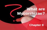 Chapter 8 What are Mycorrhizae?. The word mycorrhizae was first used by German researcher A.B. Frank in 1885, and originates from the Greek mycos, meaning.