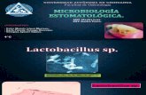 Lactobacillus Sp y Clostridium Sp.