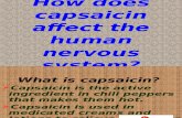 How Does Capsaicin Affect the Human Nervous System
