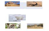 Animal in Different Four-Environments