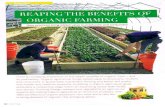 Organic Farming in Lebanon August 2013