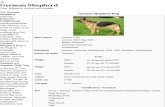 German Shepherd - Wikipedia, The Free Encyclopedia