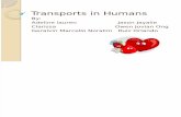 IGCSE Biology Transport in Humans summary
