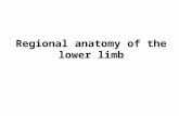 Regional anatomy of the lower limb. Regio femoris anterior Regio genus anterior Regio cruris anterior Dorsum pedis (dorsalis) Regio femoris posterior.