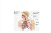 Respiratory System(Human)