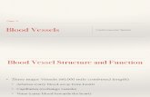 Blood Vessels Lecture Slides PDF