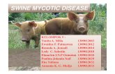 Swine Mycotic Disease