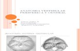 1 Anatomia Vestibular Periferica Central