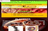 Placenta y La Expo