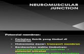 Kp 1.2.4.9 Neuromuscular Junction