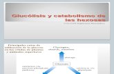 Glucolisis y Catabolismo de Hexosas (1)
