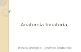 Anatomía Fonatoria POWER POINT