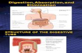 Digestion,Absorption,And Elimination