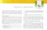 Epitelio y Glandulas histologia