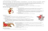 Kinesiology of Shoulder Complex