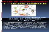 Sistema Sensorial Ibdc