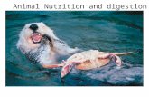 3- Nutrition and Digestion