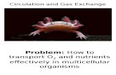 4 - Circulation and Gas Exchange