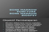 Bone Marrow Puncture