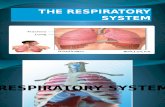 The Respiratory System (Intro)