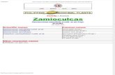 Zamioculcas _ ZZ Plant _ Aroid Plant_ Philippine Medicinal Herbs _ Alternative Medicine