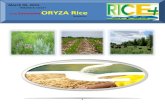 5th March ,2015 Daily Exclusive ORYZA Rice E_Newsletter by Ricpelus Magzazine