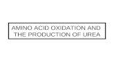 Amino Acid Oxidation And
