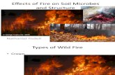 Fire and Its Effects on Soil