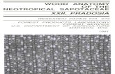 Wood Anatomy of the Neotropical Sapotaceae Xxii Pradosia
