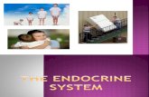 Parts and Functions of Endocrine