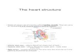 1 2 the Heart Structure2