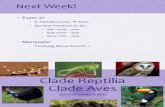 Week 10 - Reptilia Aves