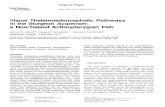 Albert Et Al (1999) Visual Thalamotelencephalic Pathways in the Sturgeon Acipenser, A Non-teleost Actinopterygian Fish