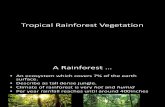 Rainforest Vegetation Structure and Adaptation