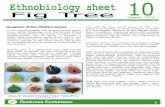 ROCKROSE ECOTOURISM-Ethnobiology Sheet 10-Figtree