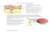Primary Organs of the Immune System