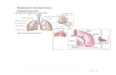 Animal Histology - Respiratory Notes
